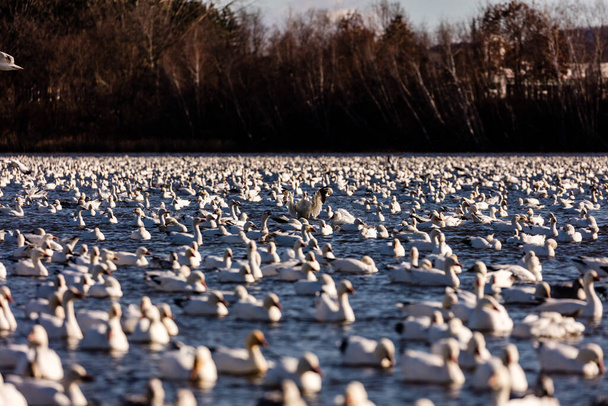 велика зграя білих гусей в природному середовищі
 - Фото, зображення