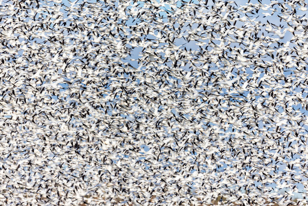 grande rebanho de gansos brancos em habitat natural - Foto, Imagem