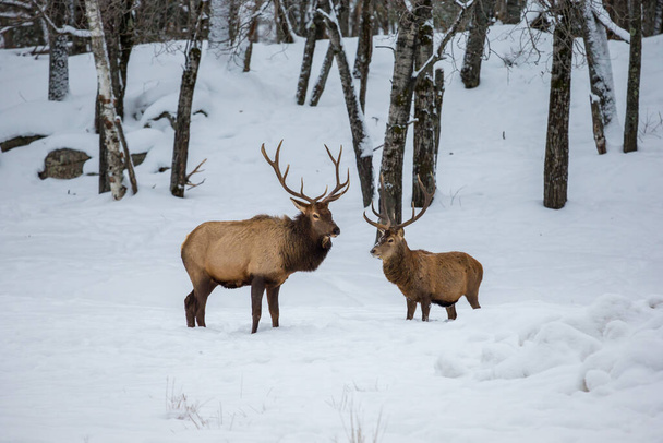 tiro cênico para de belos veados na floresta de inverno - Foto, Imagem