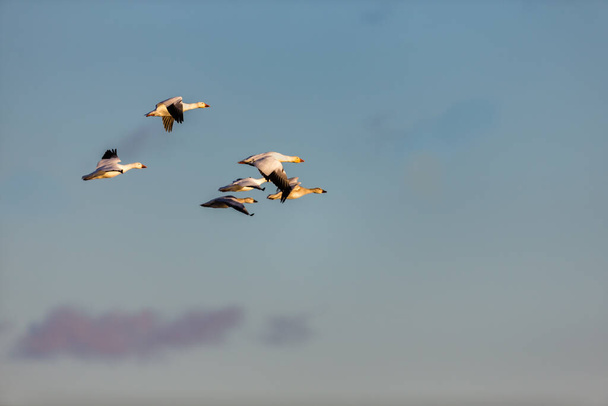большое стадо белых гусей в естественной среде обитания - Фото, изображение