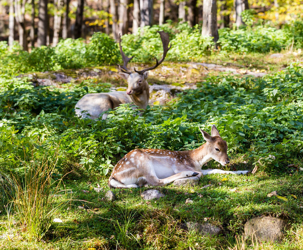 tiro cênico para de cervos bonitos na floresta - Foto, Imagem