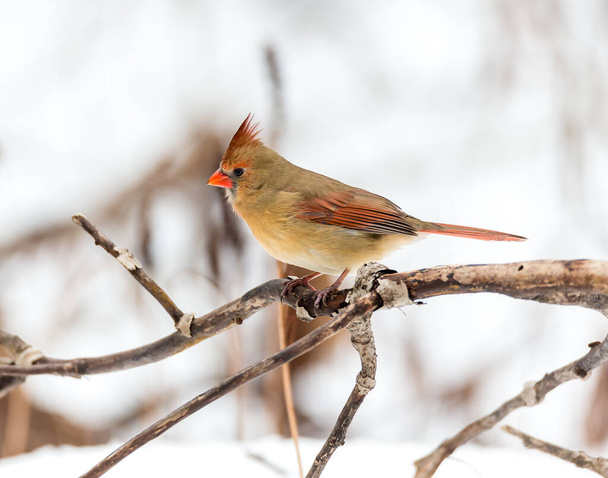 primer plano de pájaro norteamericano (cardenal) posado en rama de árbol - Foto, Imagen