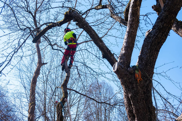男は木の上をのこぎりで剪定する。市内の嵐の後、保護具や鋸枝を身に着けているLumberjack 。リスクの高い仕事 - 写真・画像