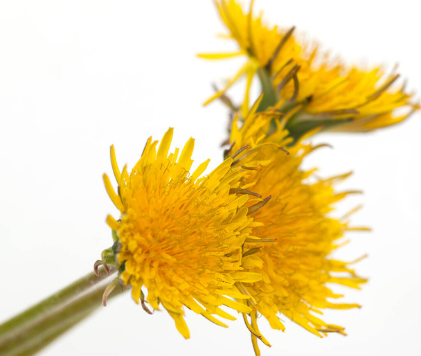 yellow dandelion on a white background - Photo, Image