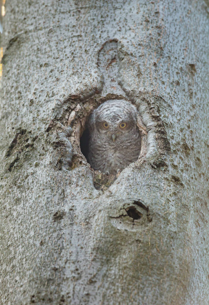 close-up shot van mooie uil in natuurlijke habitat - Foto, afbeelding
