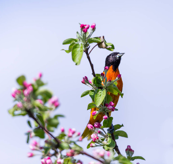közeli kép gyönyörű vadon élő madár ültetett ágon - Fotó, kép