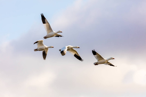 large flock of white geese in natural habitat - Фото, изображение