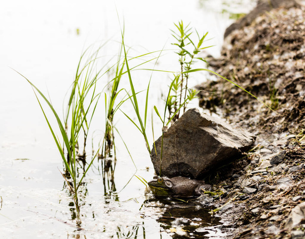 close-up shot of small frog in pond - Fotoğraf, Görsel