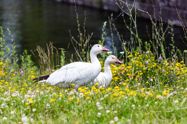 scenic shot of beautiful ducks in natural habitat - Fotó, kép