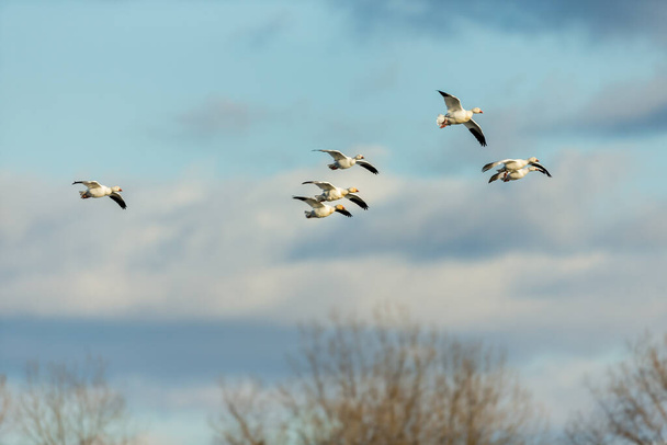 живописный снимок красивых диких гусей, летающих на природе - Фото, изображение