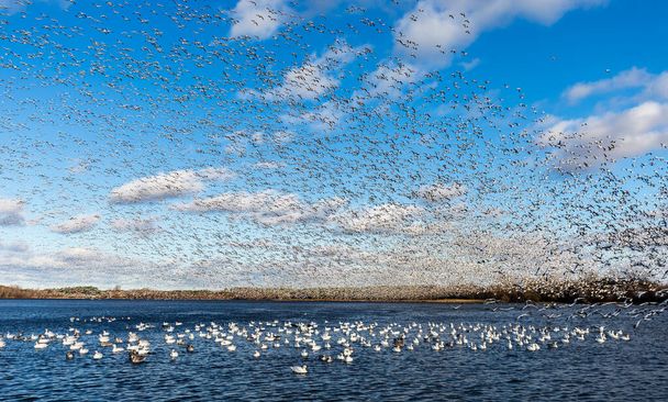 large flock of white geese in natural habitat - Fotó, kép