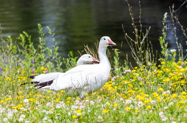 scenic shot of beautiful ducks in natural habitat - Fotó, kép