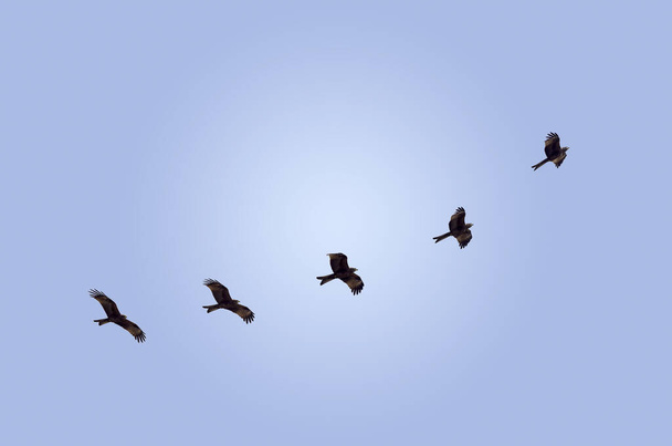 Indyjski Czarny KITE latający po niebie w poszukiwaniu pożywienia w środku dnia w zimowym czasie. JAN 2020. - Zdjęcie, obraz