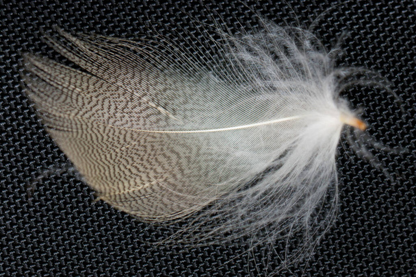 feathers on a black background - Foto, Imagem