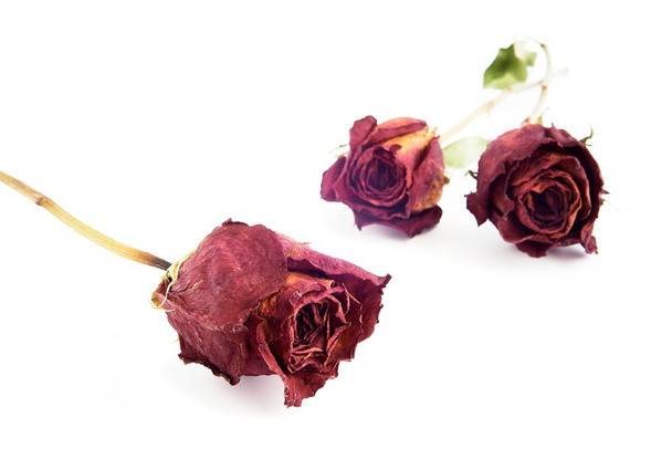 Trockene Rosen - Foto, Bild