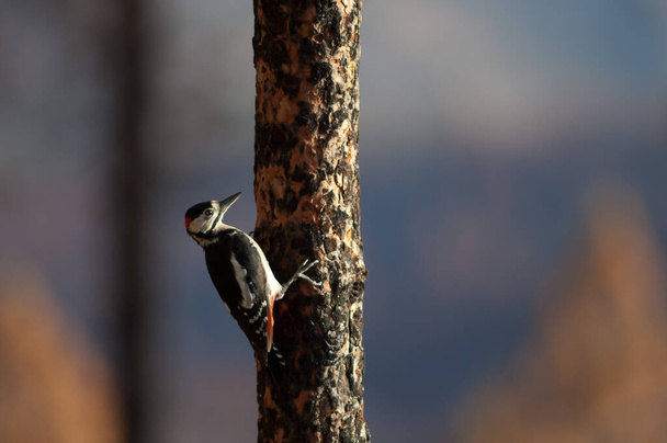 Gran pájaro carpintero manchado en un pino canario
. - Foto, imagen