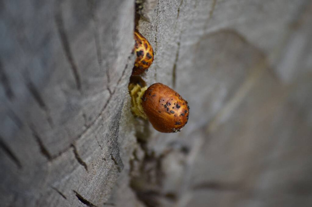 Goldene Pfahlwurzel in einer Buchenholzsäule - Foto, Bild