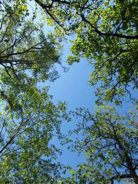 春の青空を背景に、若い緑の葉を持つ木の冠. - 写真・画像