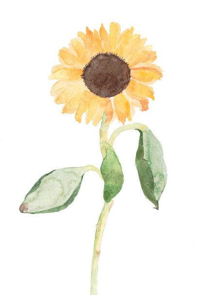 Illustration of a sunflower in watercolor technique. Isolated drawing on a white background. - Photo, image