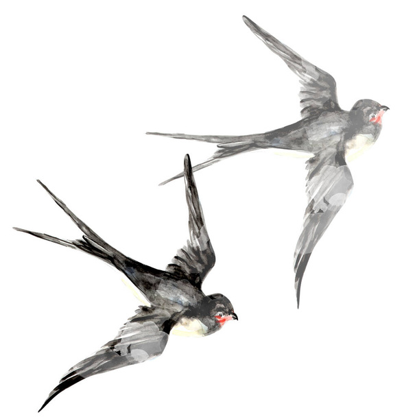 Pintura en acuarela de Swallow bird sketch ilustración de arte
 - Foto, Imagen