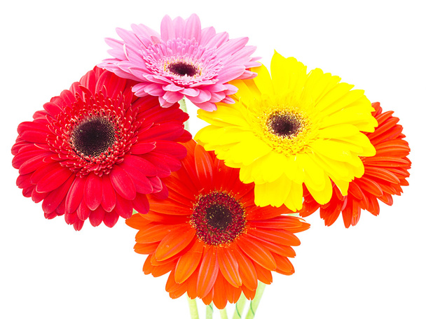 květiny Gerbera - Fotografie, Obrázek