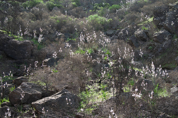 Landscape with summer asphodel Asphodelus aestivus in bloom. - Photo, Image
