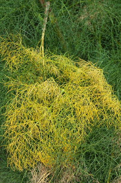 Gelbe und grüne Blätter von Ferula linkii in Inagua. - Foto, Bild