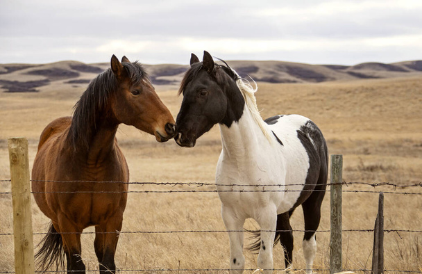 Çayır atları Saskatchewan 'da ilkbahar yaklaşıyor. - Fotoğraf, Görsel