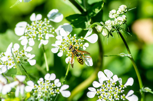 insetti sui fiori durante l'estate
 - Foto, immagini