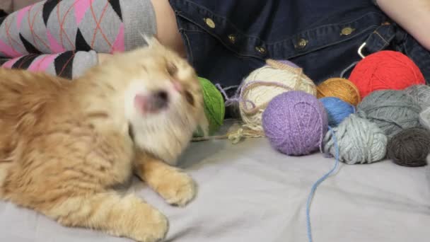 Симпатичный смешной кот рядом с вязанием шерстяных шариков
 - Кадры, видео