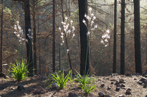Bosque quemado de pino canario Pinus canariensis con plantas de verano Asphodelus aestivus en flor
. - Foto, Imagen