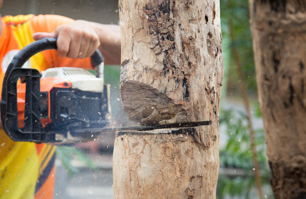 close up cuttung wood with chainsaw engine for log on forest - Photo, Image