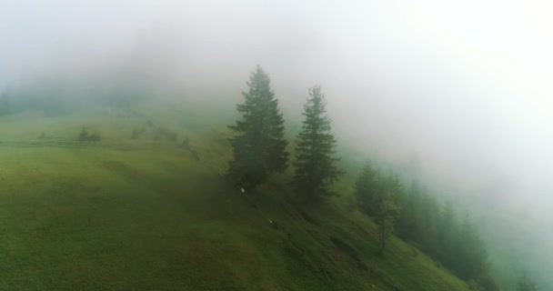 森の霧の朝4k - 映像、動画