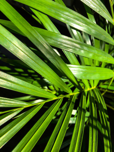 Gałąź zielonej palmy domowej oświetlona światłem słonecznym. - Zdjęcie, obraz