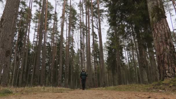 森の中を歩く現役女性.ストックビデオ - 映像、動画