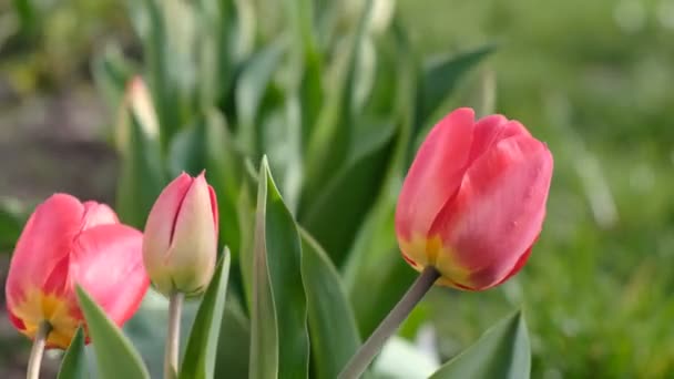 Primer plano Frescas flores de tulipán de primavera, hermosas flores de la naturaleza y viento soplando
 - Metraje, vídeo