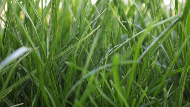 Green grass background abstract image. - Photo, Image
