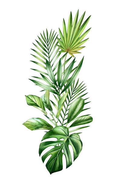 Акварель тропический букет. Озеленение джунглей в вертикальном положении. Экзотические пальмовые листья, монстры, изолированные на белом. Ботаническая иллюстрация
 - Фото, изображение