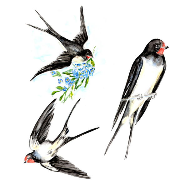 Watercolor painting of Swallow bird sketch art illustration - Valokuva, kuva
