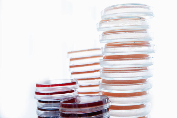 Hodowla drożdży laboratoryjnych mikrobiologicznych na podłożu agarowym, białe tło - Zdjęcie, obraz