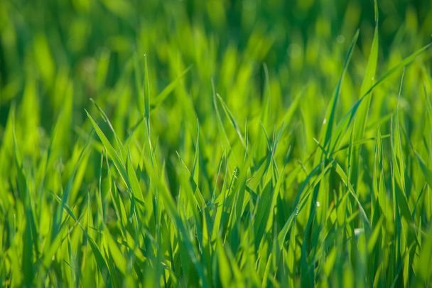 Gros plan d'herbe fraîche avec des gouttes d'eau
 - Photo, image