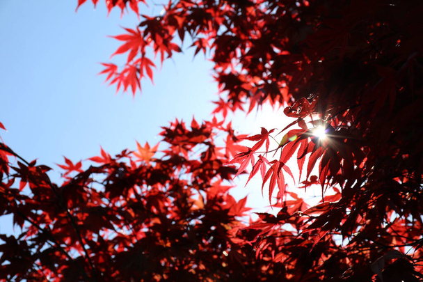 Rote Blätter des Roten Japanischen Ahorns (Acer palmatum) mit blauem Himmel - Foto, Bild