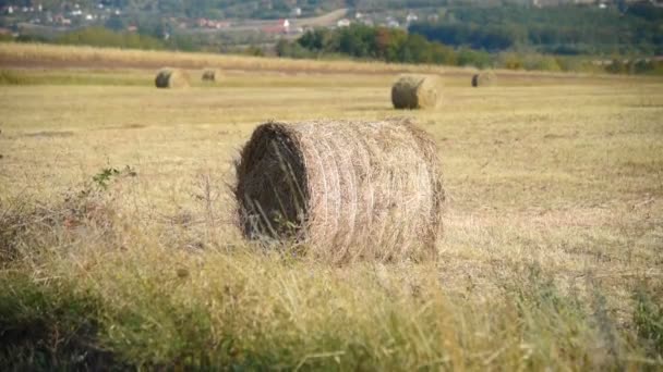 Feno fardos no campo depois de colheitas de trigo. Terras agrícolas. Closeup de palheiro na paisagem prado dourado
. - Filmagem, Vídeo