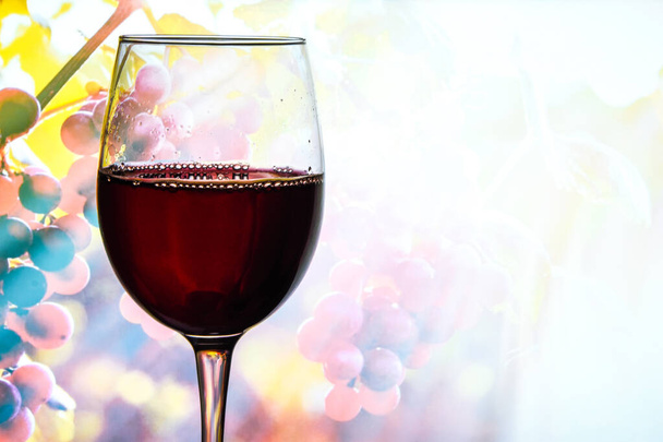 czerwone wino w kieliszku do picia obok gałęzi winogron tło, przestrzeń do kopiowania, alkohol, kieliszek pachnącego czerwonego wina i pęczki niebieskich winogron - Zdjęcie, obraz