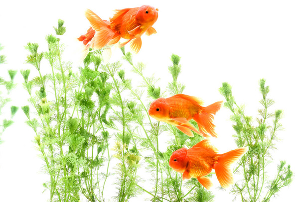 Pesce rosso carassius auratus sfondo piante acquatiche
 - Foto, immagini