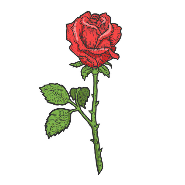Rose flower color sketch engraving vector illustration. T-shirt apparel print design. Scratch board imitation. Black and white hand drawn image. - Vektör, Görsel
