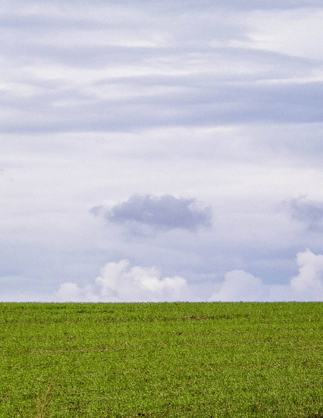 Campo verde en un día nublado. Agricultura y naturaleza. Copiar el espacio en gris, cielo nublado
. - Foto, Imagen
