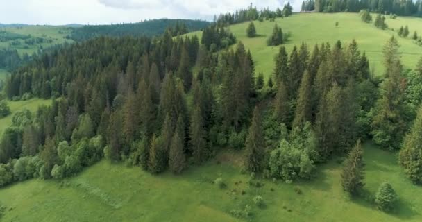 Pine woods and mountain valley in summer day.Ukraine, Carpathian Mountains, outdoor green nature scape mountains wild aerial establisher.4k drone flight establishing shot - Footage, Video