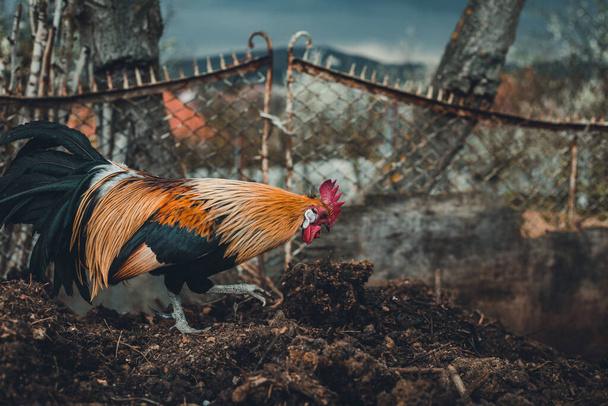 Golden Phoenix coq (poule) se nourrit et picore sur le compost de la ferme. Coq domestique doré en élevage en plein air - photo de profil sur fond sombre avec ciel bleu avant la tempête
. - Photo, image