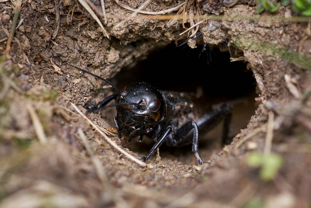 black field cricket crawling carefully out of the burrow - Photo, Image